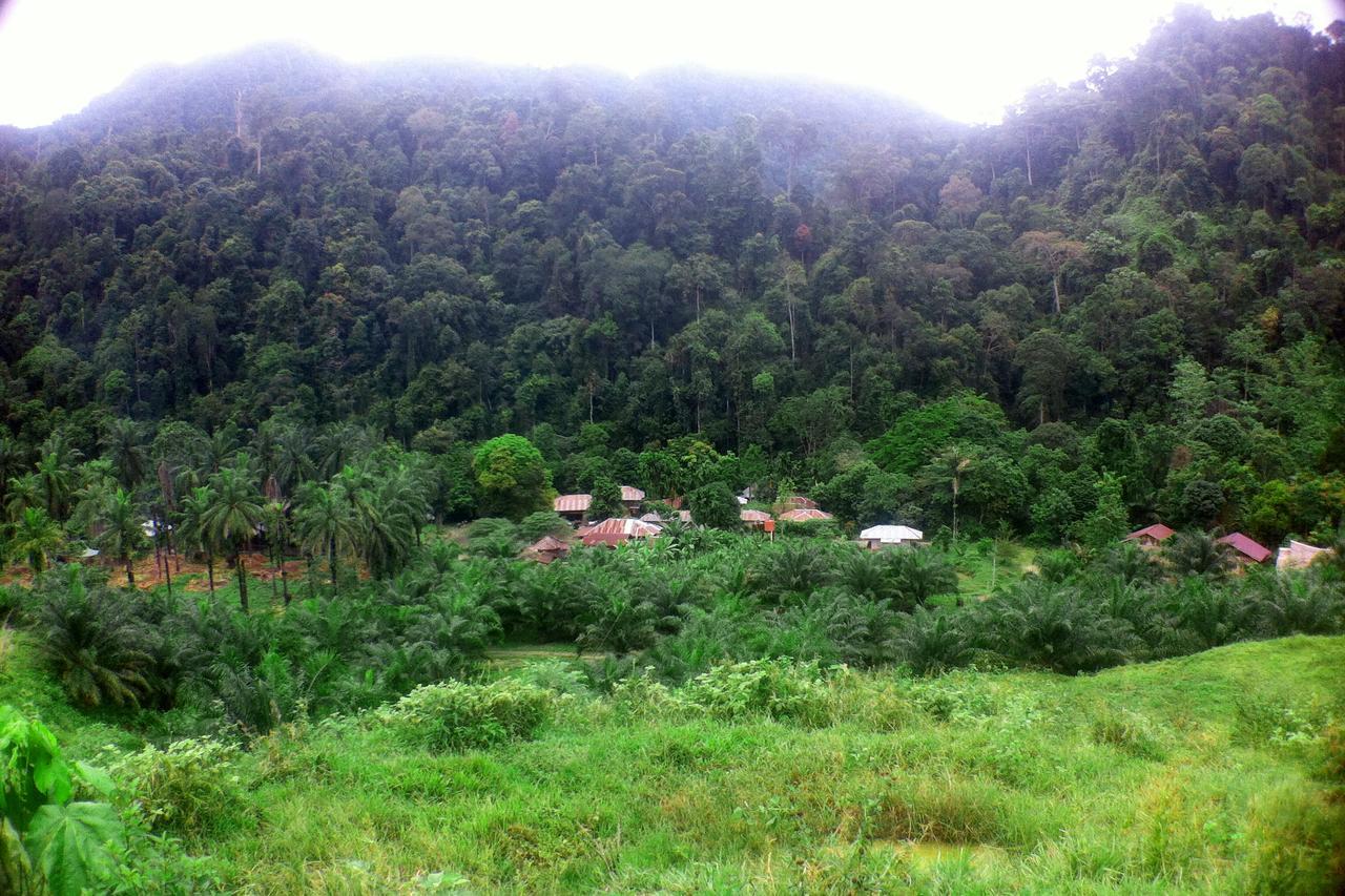 Green Lodge Tangkahan 외부 사진